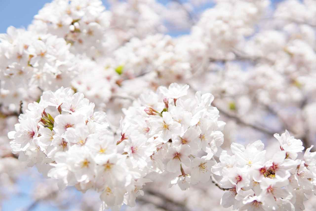 Cherry Blossom Kimono: A Stunning Look for Spring 5 Care and Maintenance of Kimonos