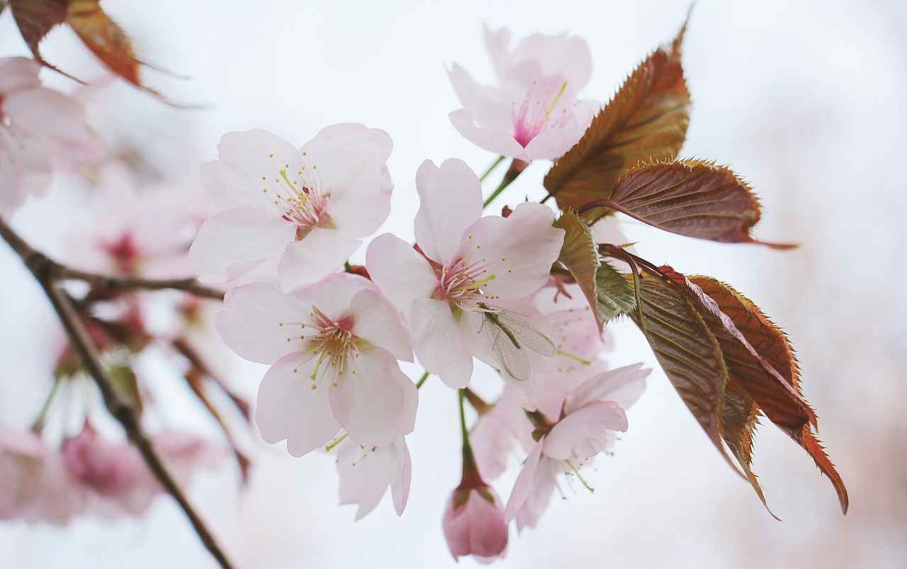 Cherry Blossom Kimono: A Stunning Look for Spring 6 Conclusion: Embrace the Beauty of Spring