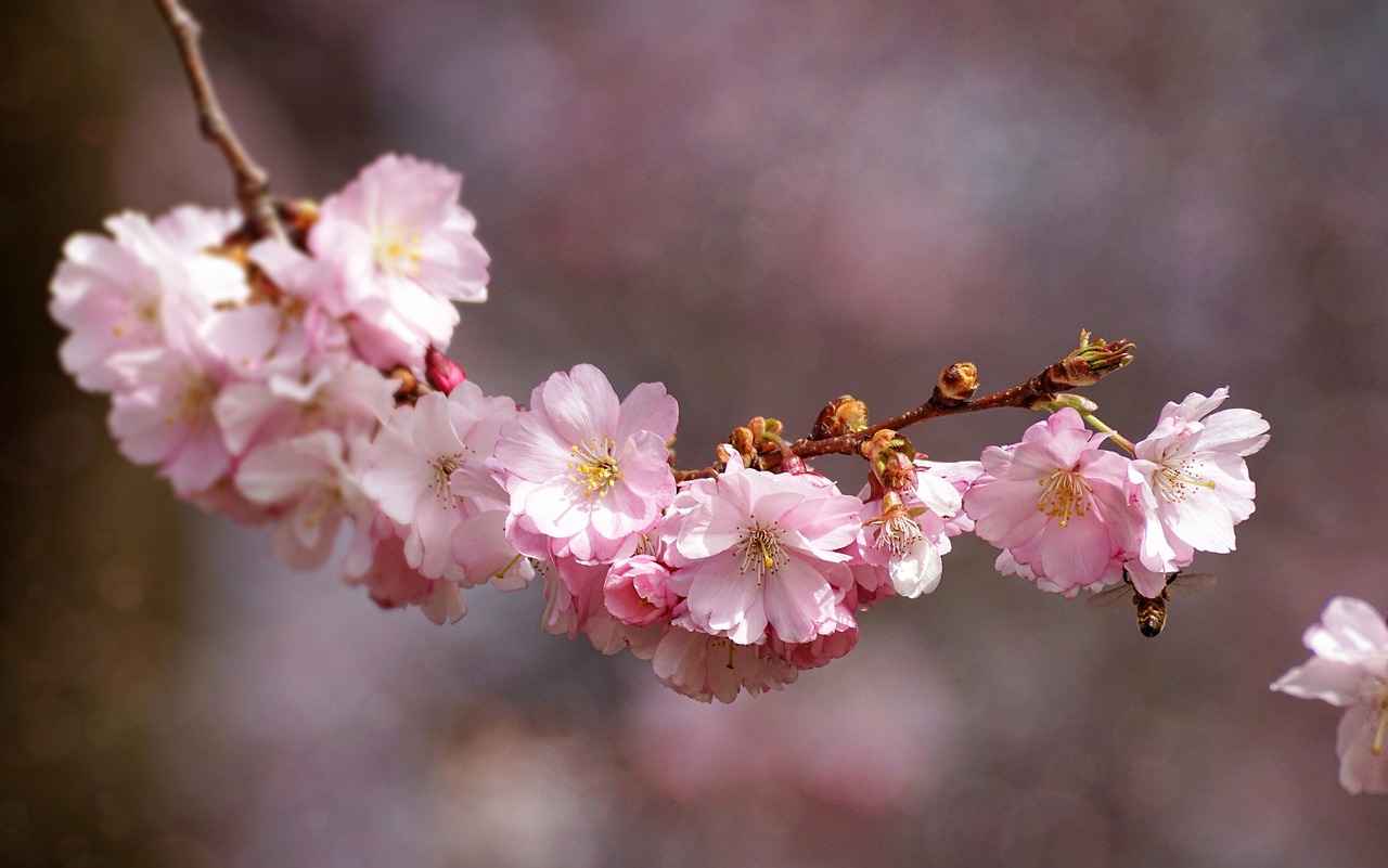 Cherry Blossom Kimono: A Stunning Look for Spring 2 History of Kimono Fashion