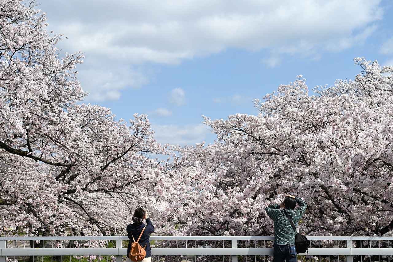 Cherry Blossom Kimono: A Stunning Look for Spring 3 Choosing the Right Accessories