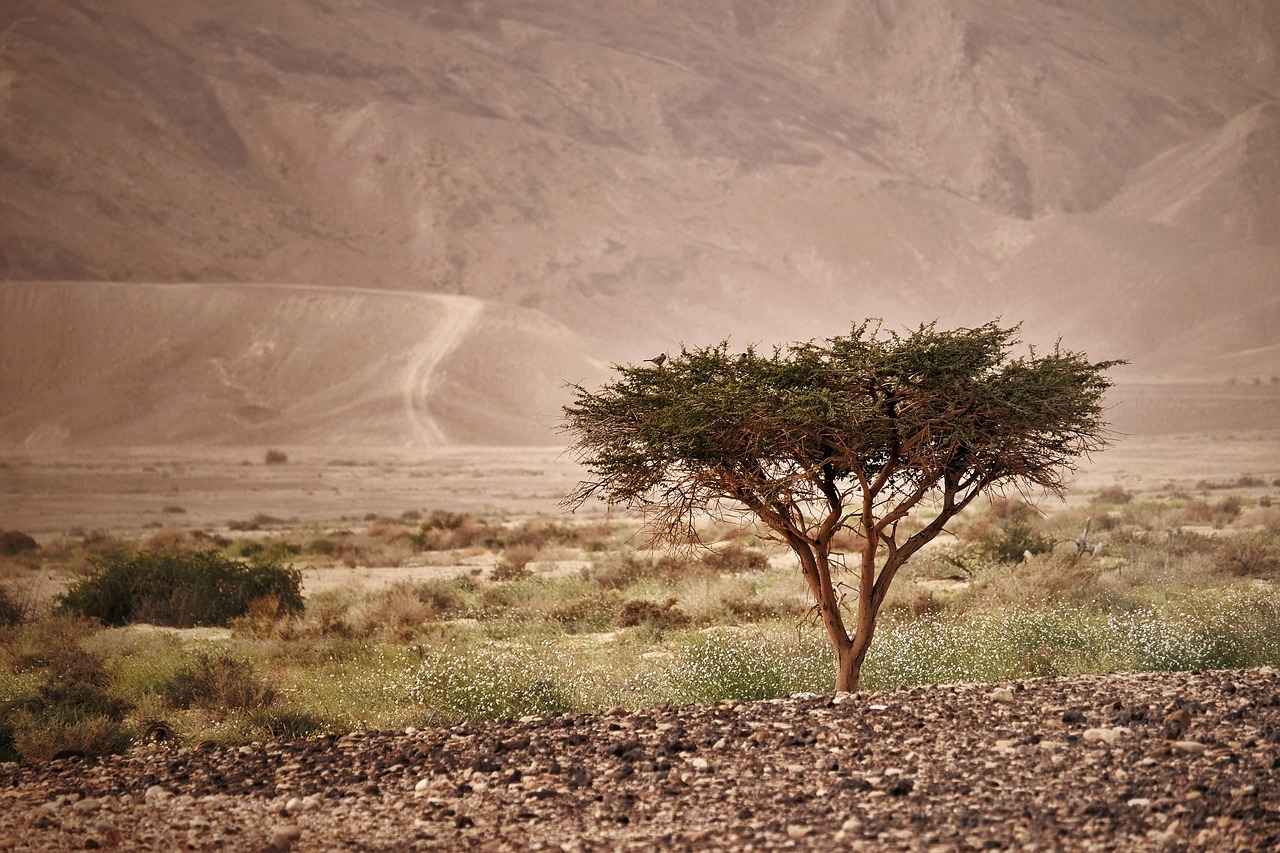 Discover the Best Plus Size Kimono Robes for Every Body Type 3 Popular Kimono Robe Styles for Plus Sizes