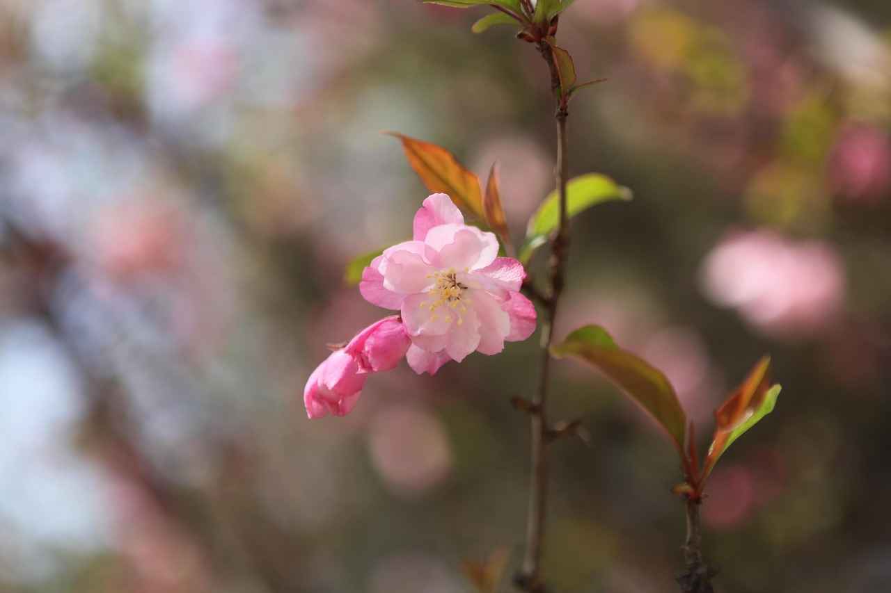 Exploring the Trend of Silk Kimono Robes for Evening Wear 6 Conclusion: Embracing the Silk Kimono Trend