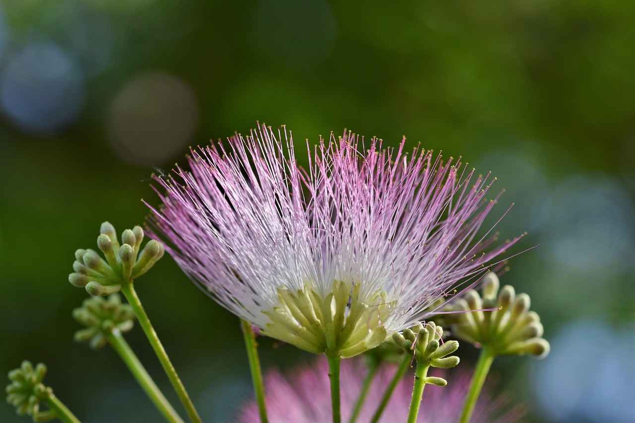 Exploring the Trend of Silk Kimono Robes for Evening Wear 3 Styling Silk Kimono Robes