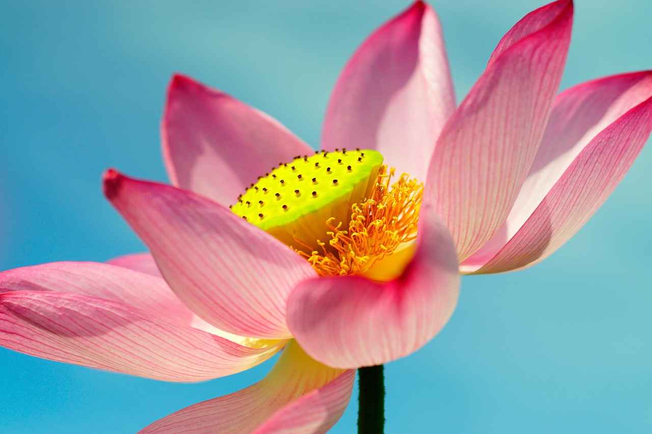 How to Rock a Pink Kimono for a Fresh Spring Look 6 Styling for Different Occasions