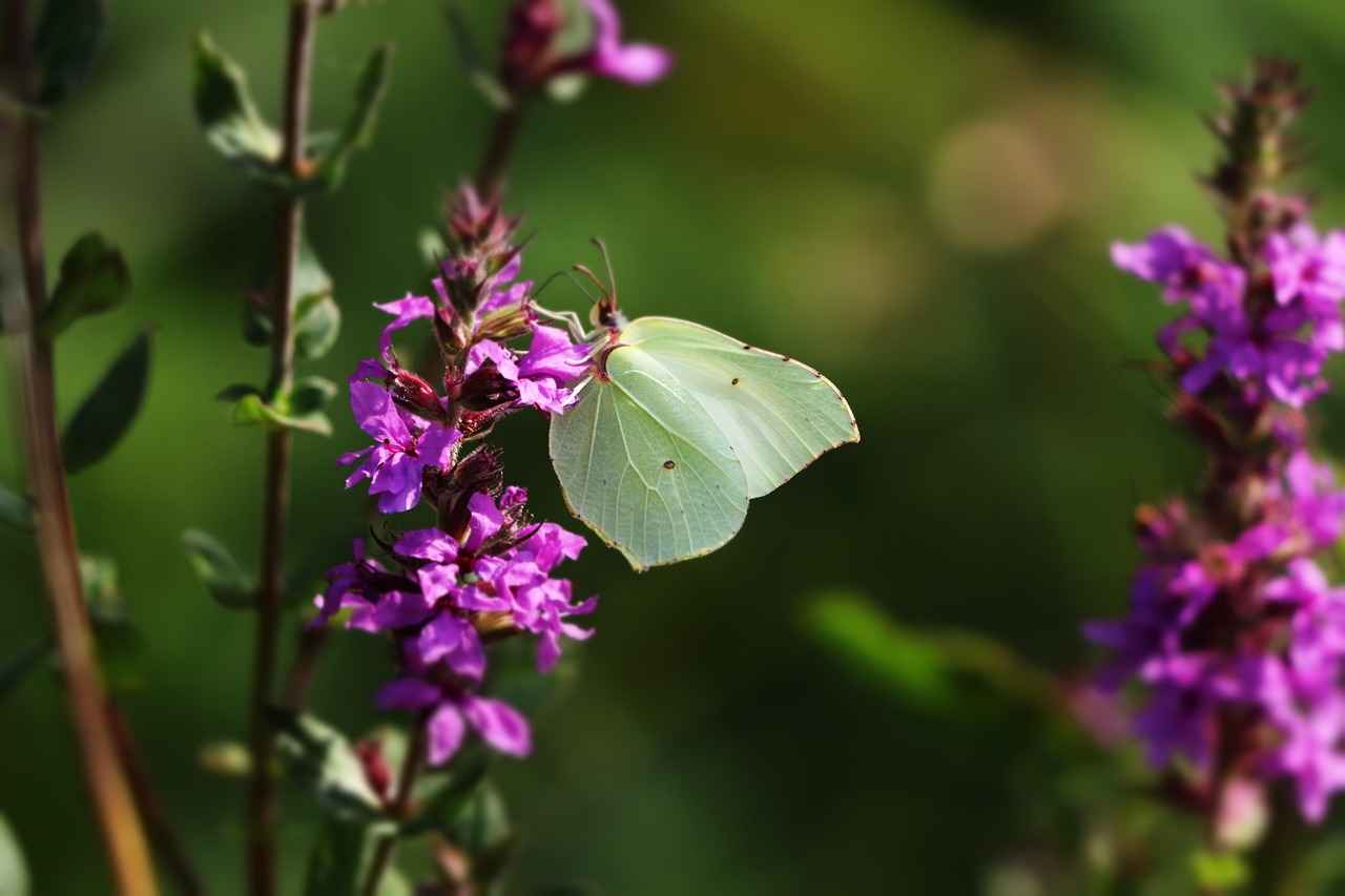 How to Wear a Prismatic Blossom Kimono for Maximum Style 7 Conclusion: Embracing the Prismatic Blossom Kimono