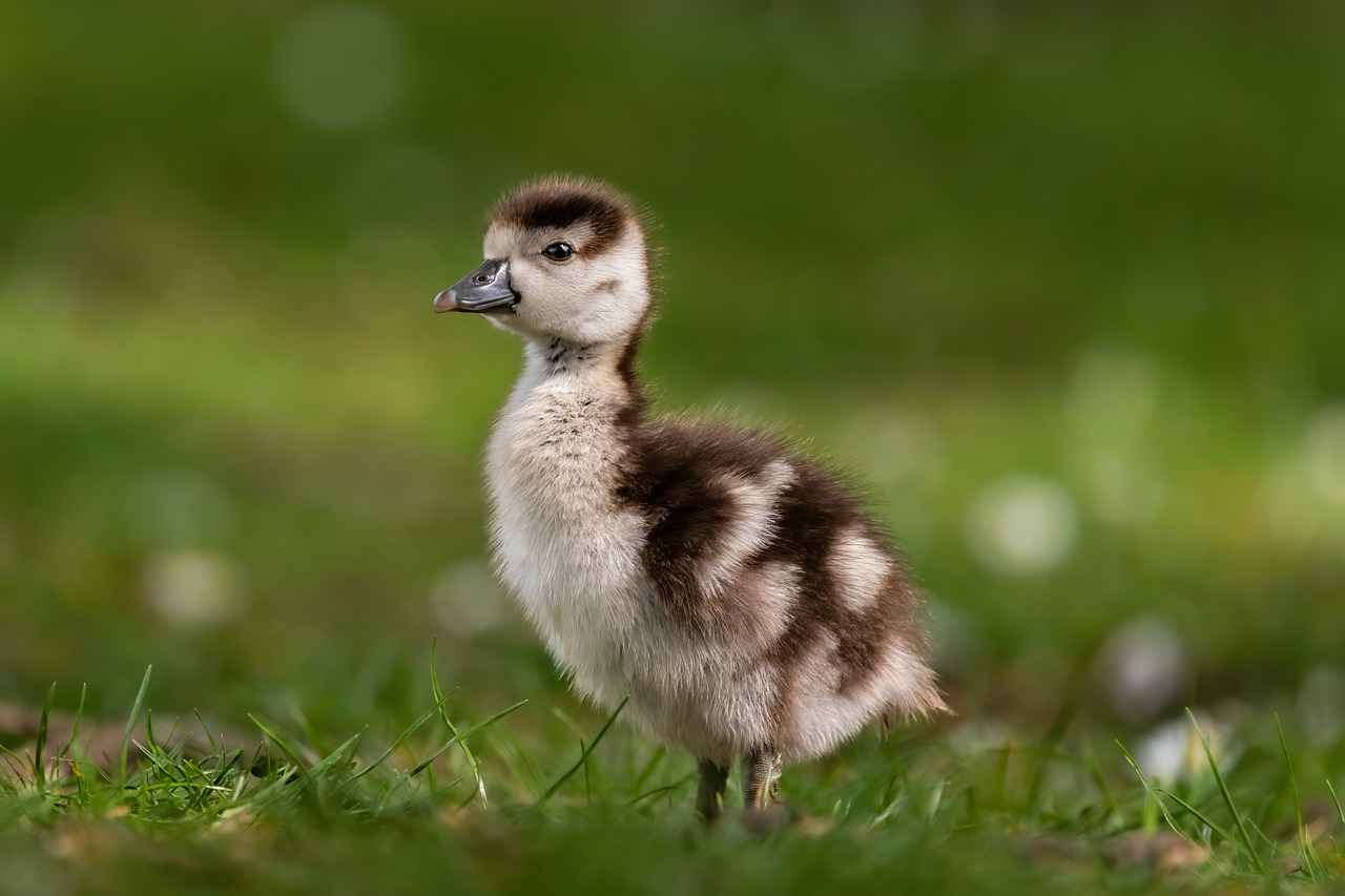 What is a Baby Kimono?