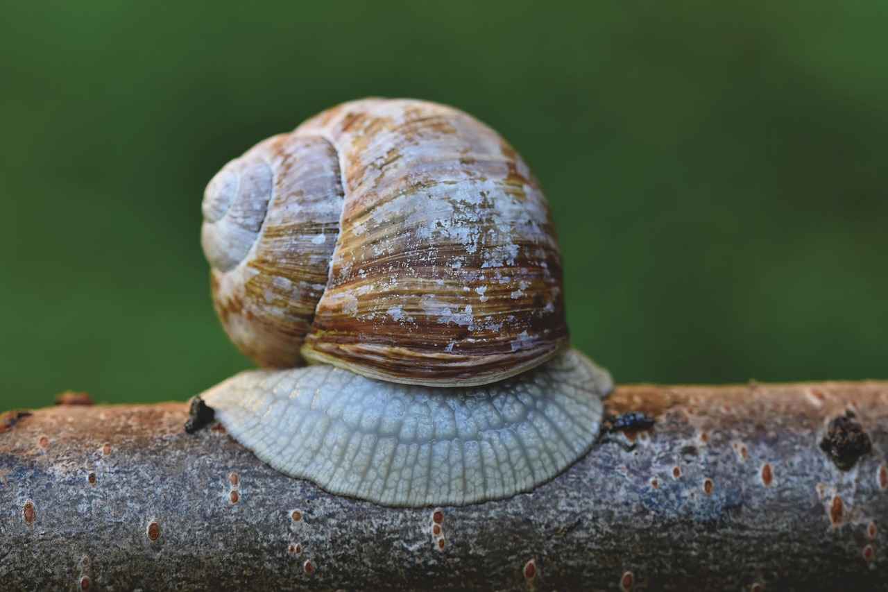 Kimono Sleeve Dress: The Fashion Trend You Need to Try 4 Occasions to Wear a Kimono Sleeve Dress