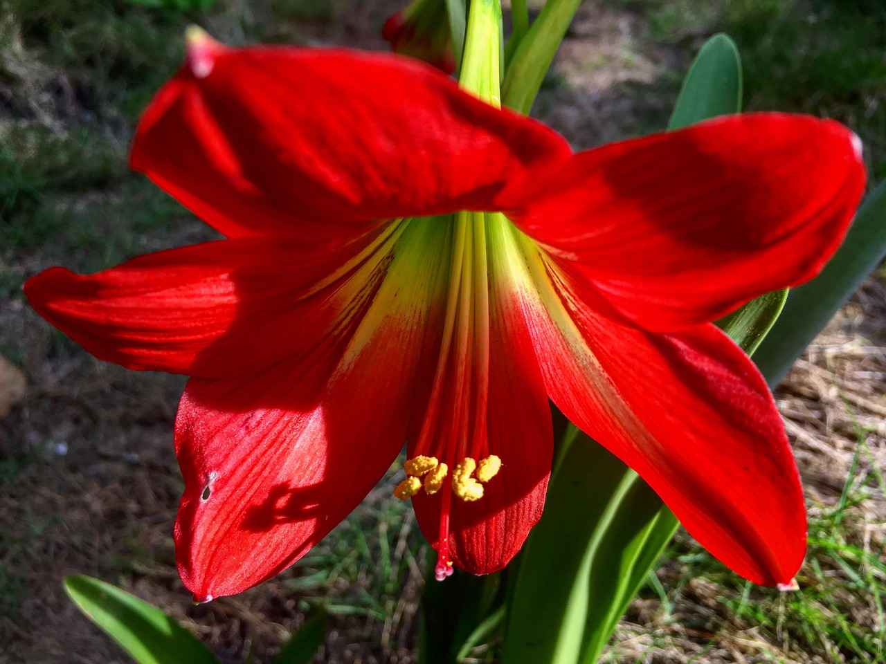 What is a Plus Size Kimono?