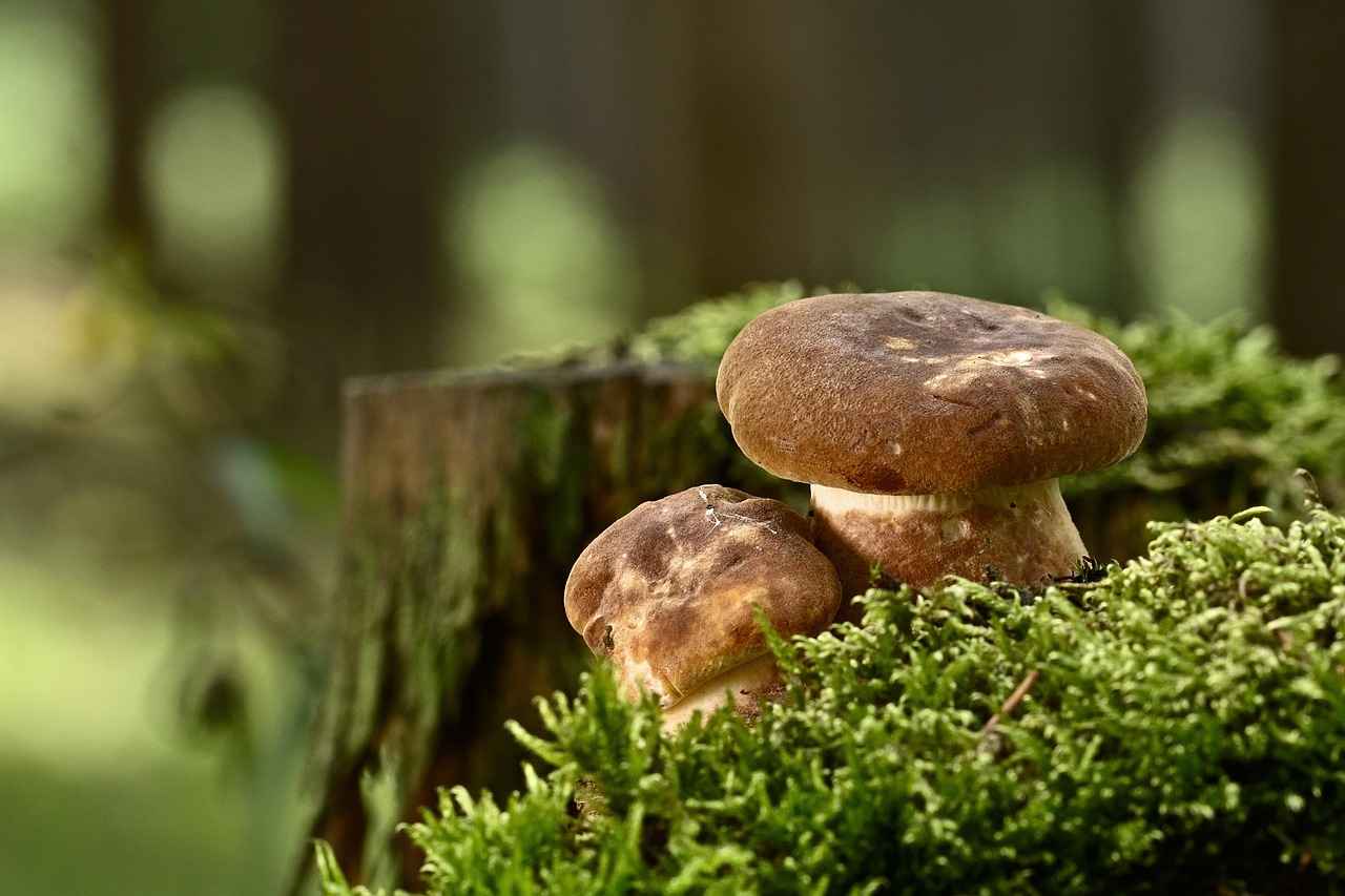 Comfort: The Key Advantage