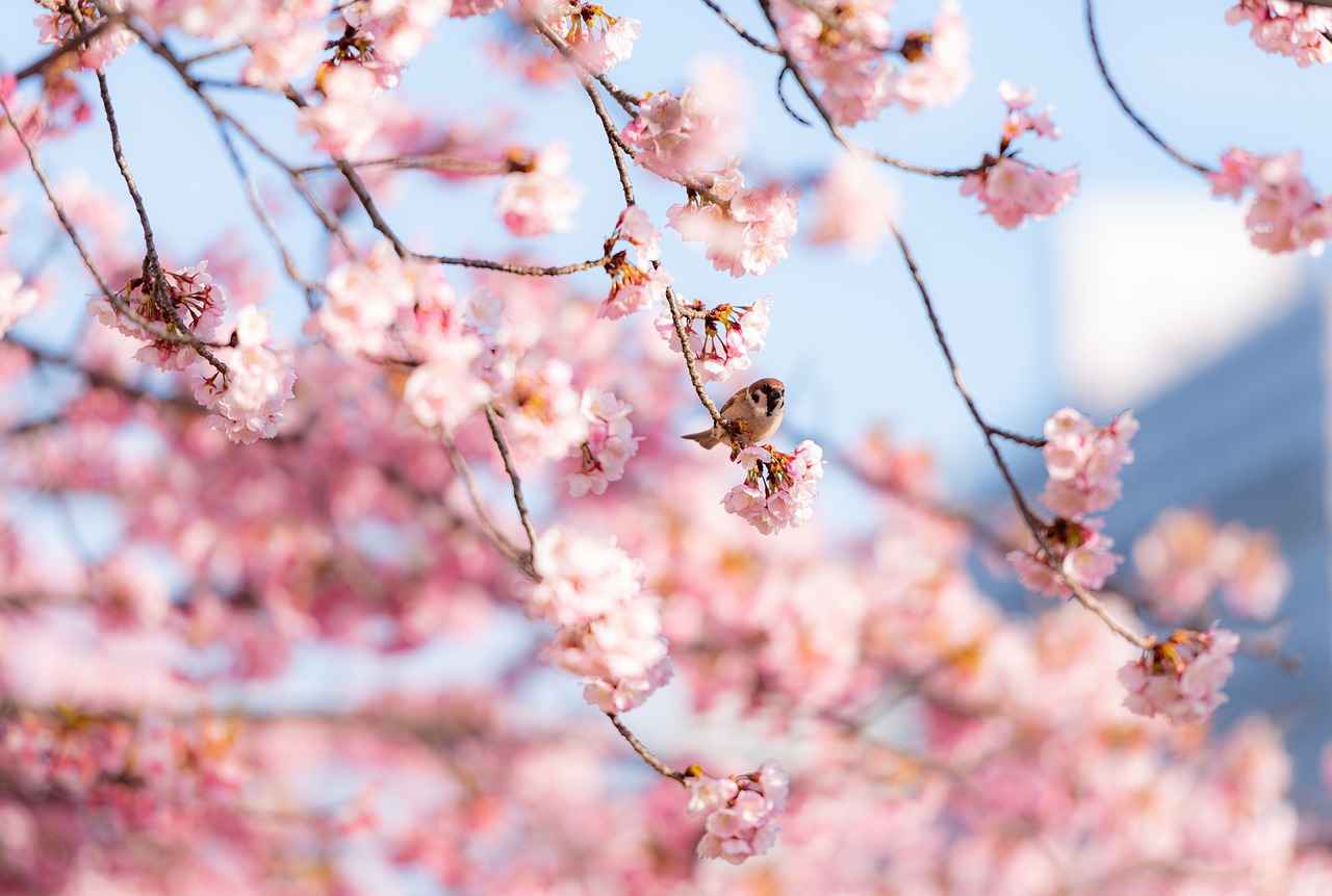 The Cultural Significance of Cherry Blossoms