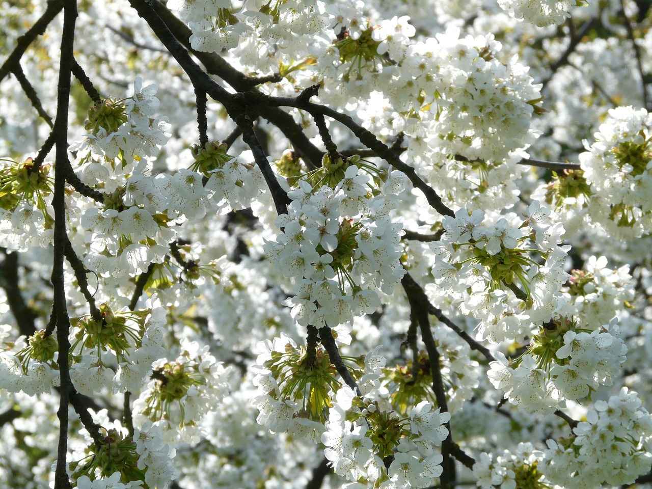 Where to Buy Cherry Blossom Kimonos