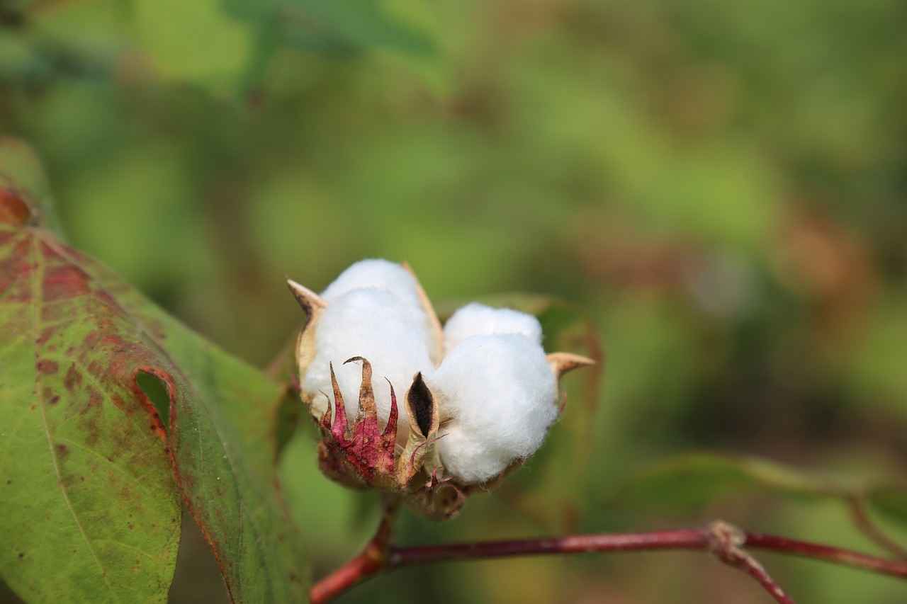 Caring for Your Cotton Kimono